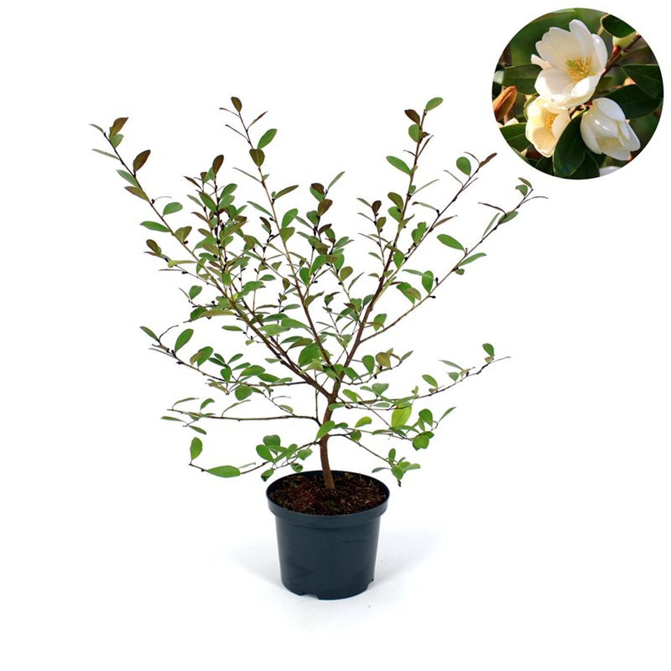 Magnolia 'Fairy Honey Velvet' (Michelia) - C12 80-100 CM